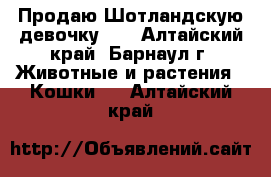 Продаю Шотландскую девочку!!! - Алтайский край, Барнаул г. Животные и растения » Кошки   . Алтайский край